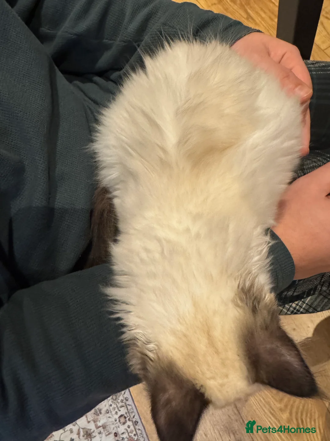 Ragdoll cats for sale: Ragdoll Female kitten 14weeks rehome - Advert 5