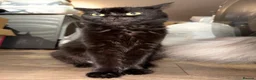 Maine Coon cats for sale: Stunning Maine Coon X Kittens Needing New Homes! - Advert 17