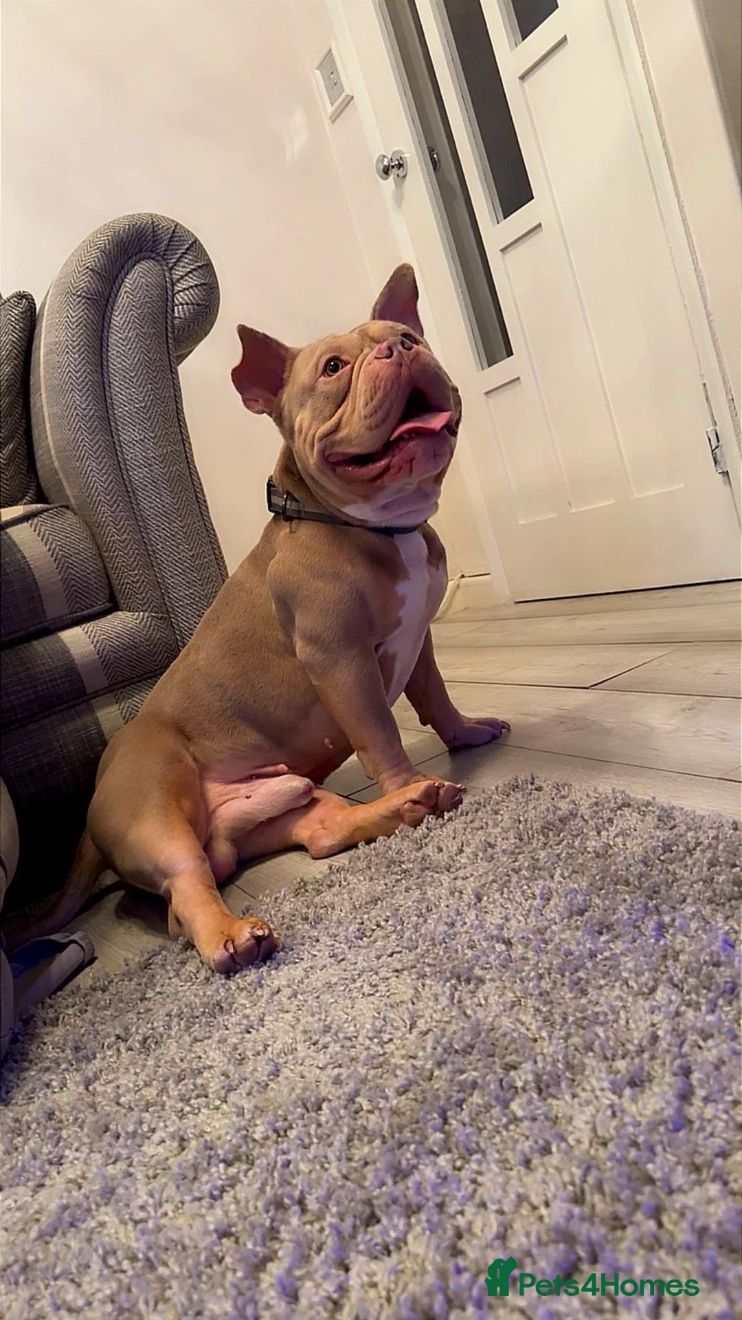 Mixed Breed dogs for sale: American Pocket Bull - Advert 3