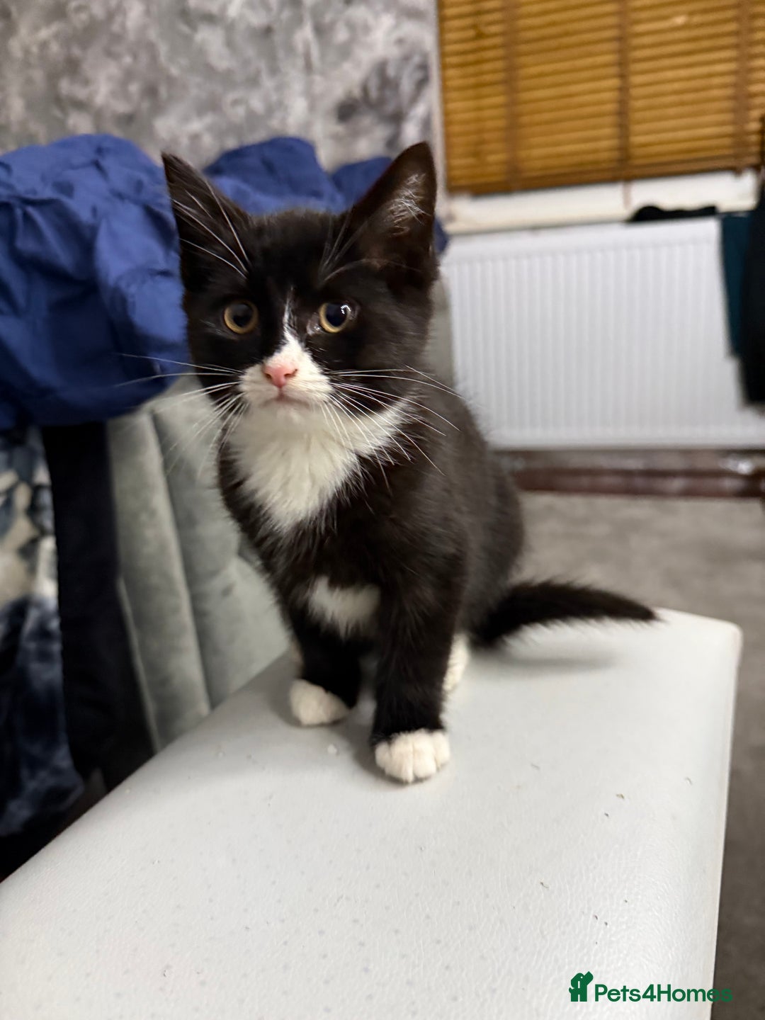 Mixed Breed cats for sale: 10-Week-Old Playful Kittens Seeking Loving Homes - Advert 9