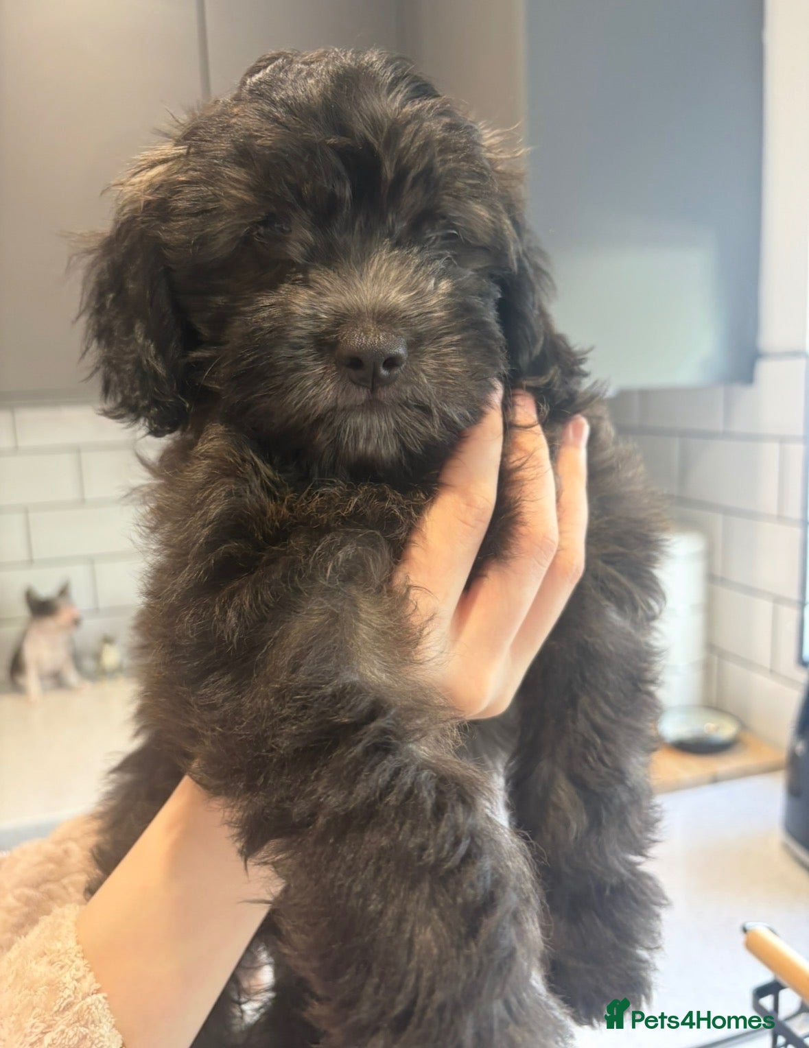 Shihpoo dogs **REDUCED** Last GIRL ready to leave🧸🤎  - Advert 2