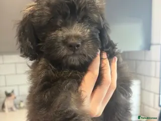 Shihpoo dogs **REDUCED** Last GIRL ready to leave🧸🤎 - Advert 2