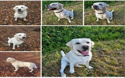 Labrador Retriever dogs for sale: Labrador Puppies Ready November 1st - Image 2