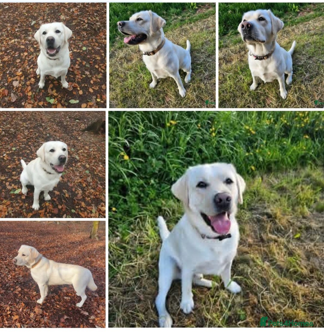 Labrador Retriever dogs for sale: Labrador Puppies Ready November 1st - Image 2