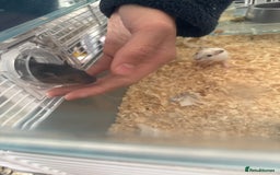 Gerbil rodents for sale: selling in Tipton - Image 2