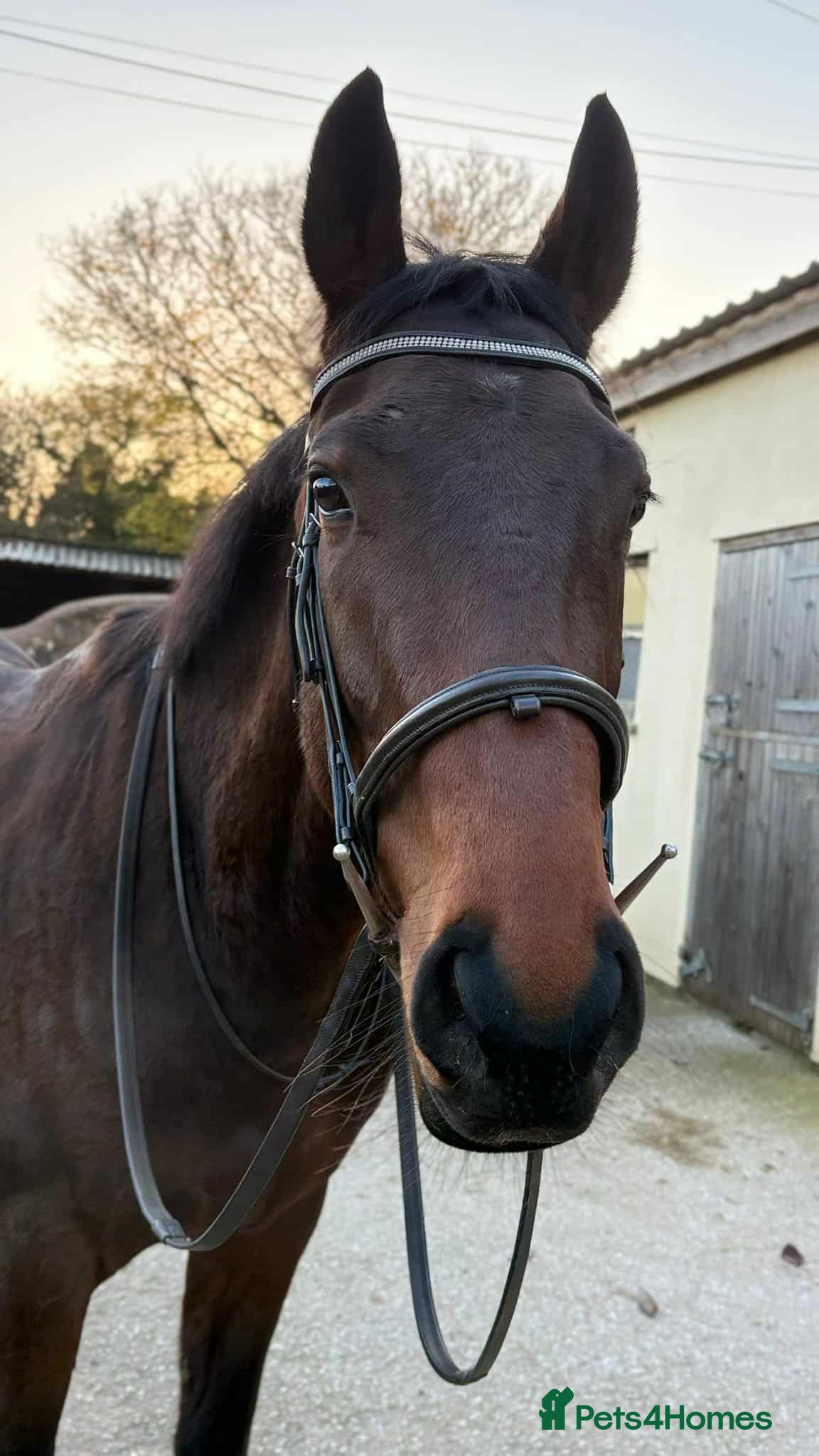 English Thoroughbred horses for sale: ROR eligible hunt/ event/ all rounder prospect - Advert 2