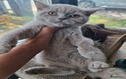 British Shorthair cats for sale: Pure bsh kittens from DNA & genetic tested parents - Image 12