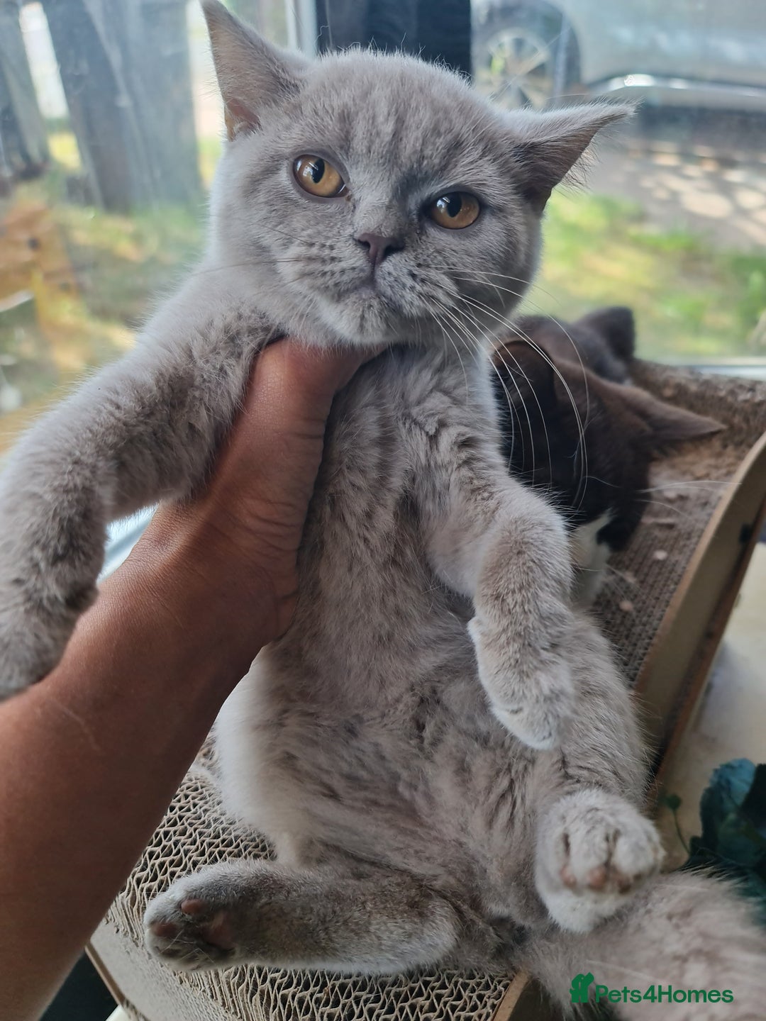 British Shorthair cats for sale: Pure bsh kittens from DNA & genetic tested parents - Image 12