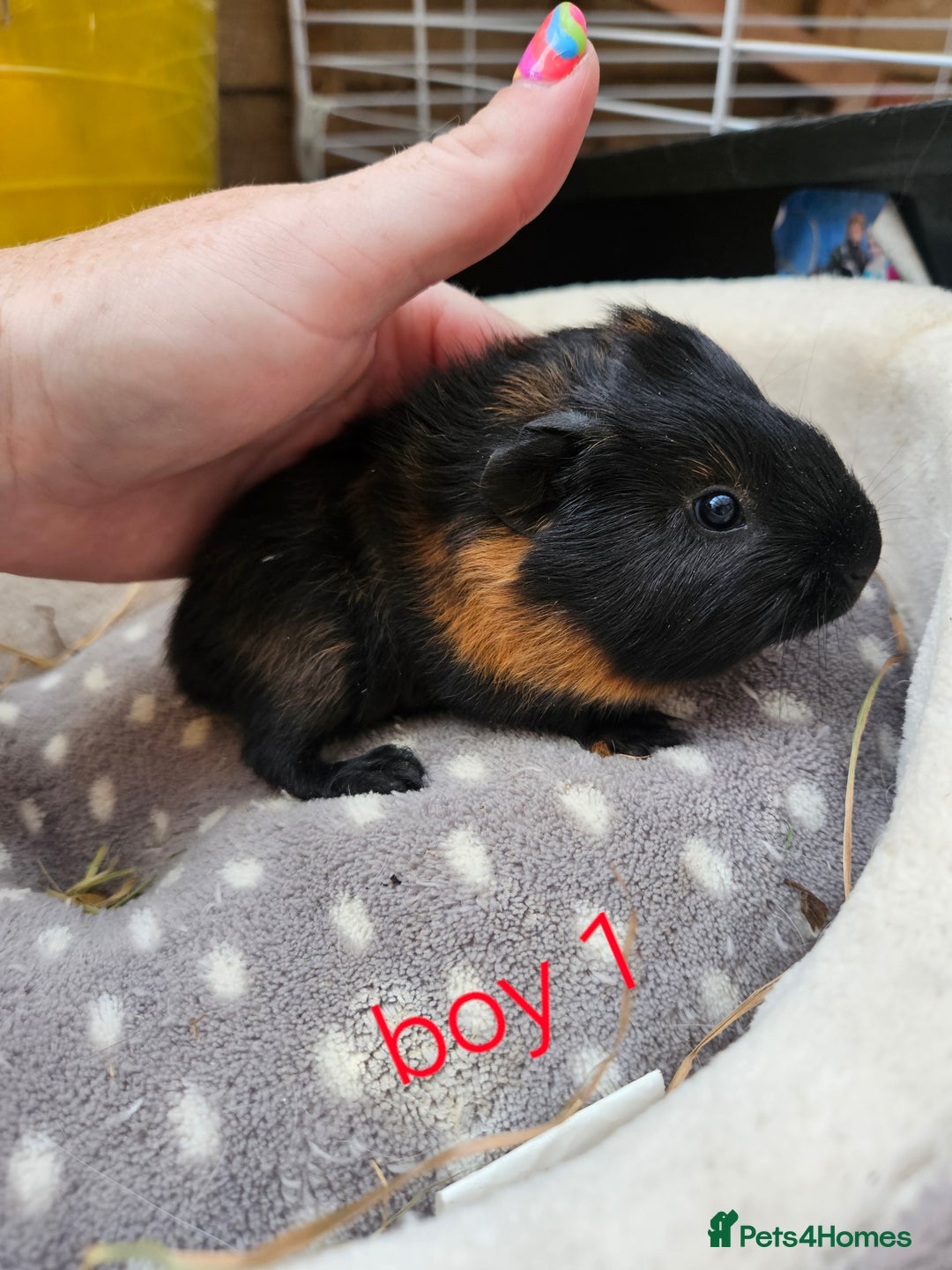 Guinea Pig rodents for sale: Baby girl and boy guinea pigs ready now - Image 5