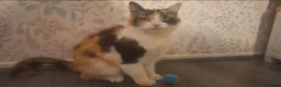 Mixed Breed cats for sale: Stunning kittens for sale  - Advert 2