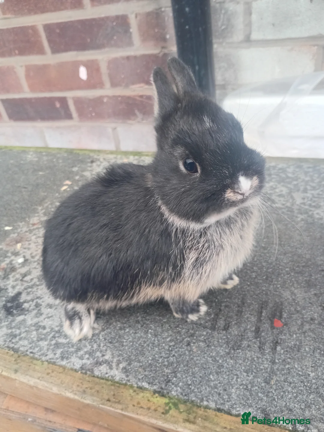 Netherland Dwarf rabbits for sale: Netherland dwarf babys  - Advert 2