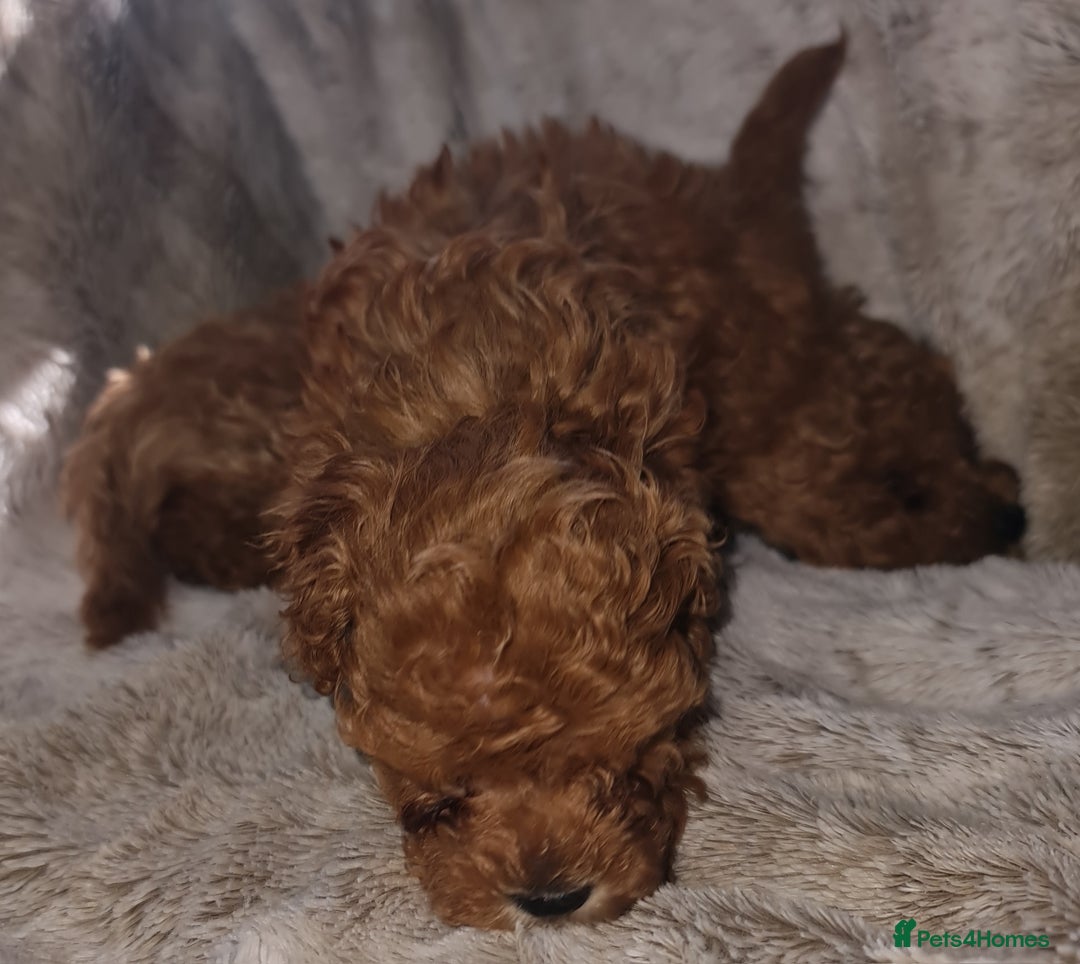 Toy Poodle dogs for sale: Tiny kc puppies,DNA&Genetic tested parents  - Image 19