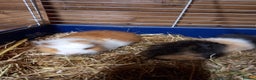 Guinea Pig rodents for sale: Swiss baby guinea-pigs  - Advert 8
