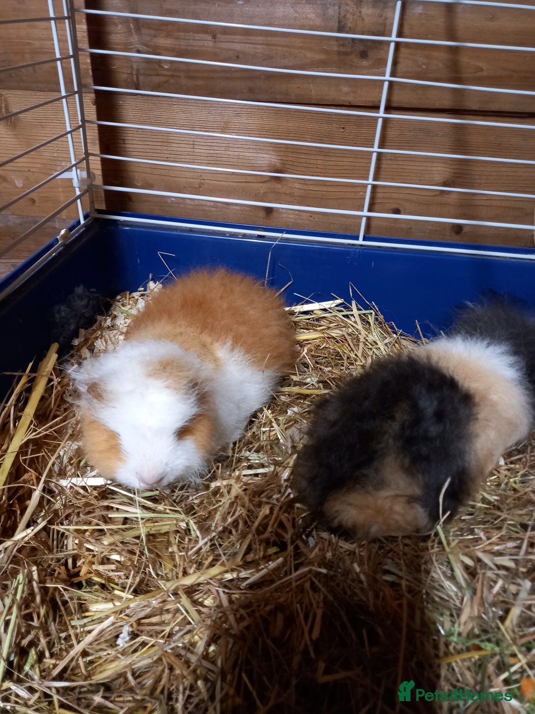 Guinea Pig rodents for sale: Swiss baby guinea-pigs  - Advert 8