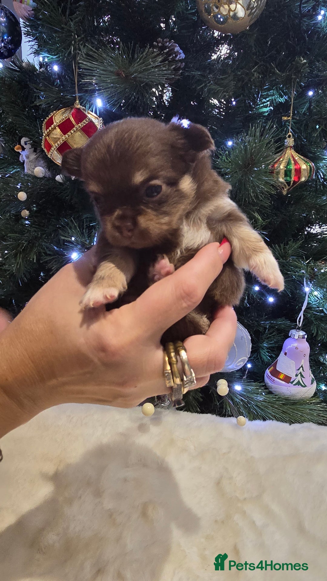 Chihuahua dogs for sale: Chihuahua puppies Russian ancestry with perfect bo - Advert 11