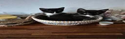 Mixed Breed cats for sale: Kitten looking for new home - Advert 2