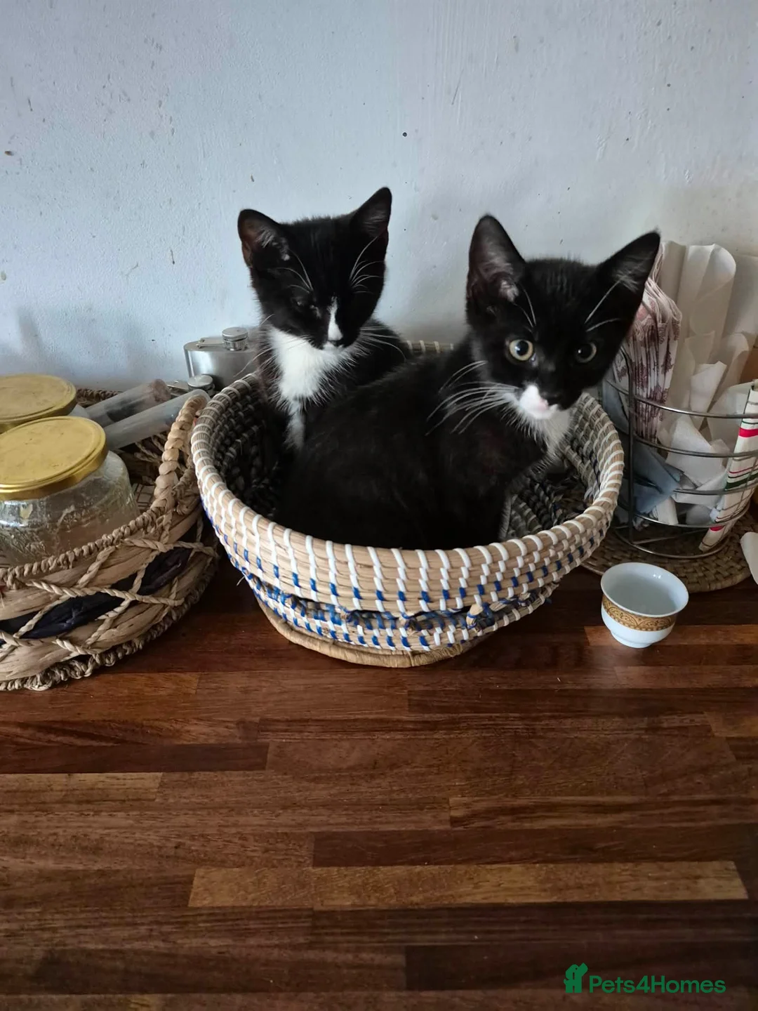 Mixed Breed cats for sale: Kitten looking for new home - Advert 2