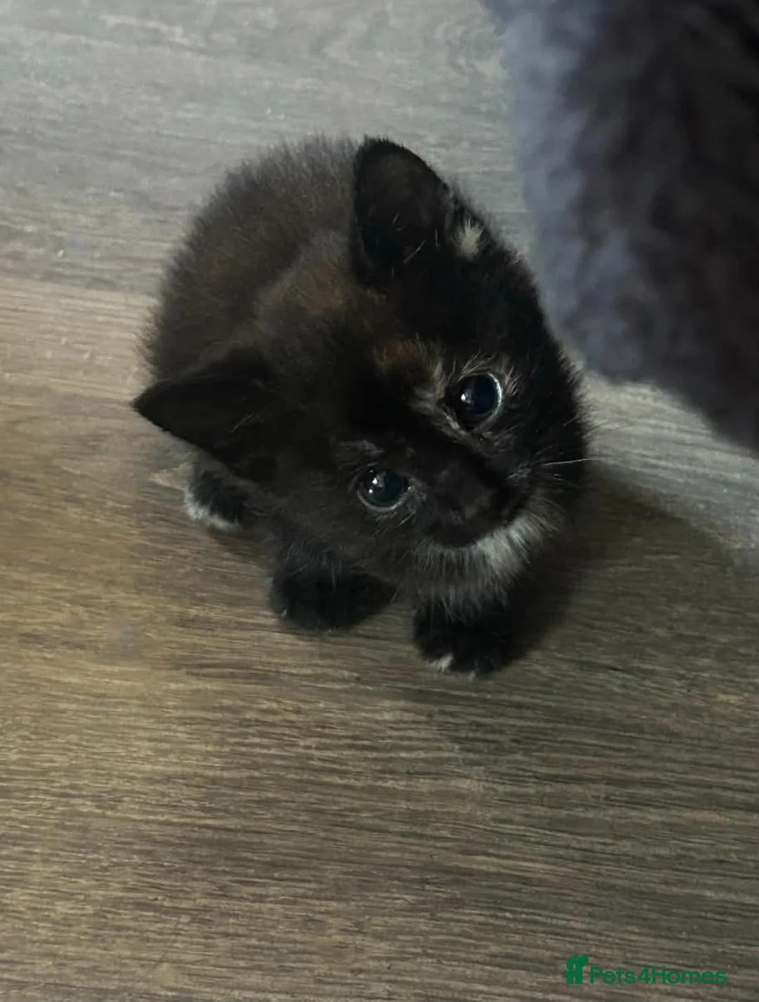 Mixed Breed cats for sale: 4 kittens left in Southampton - Advert 5