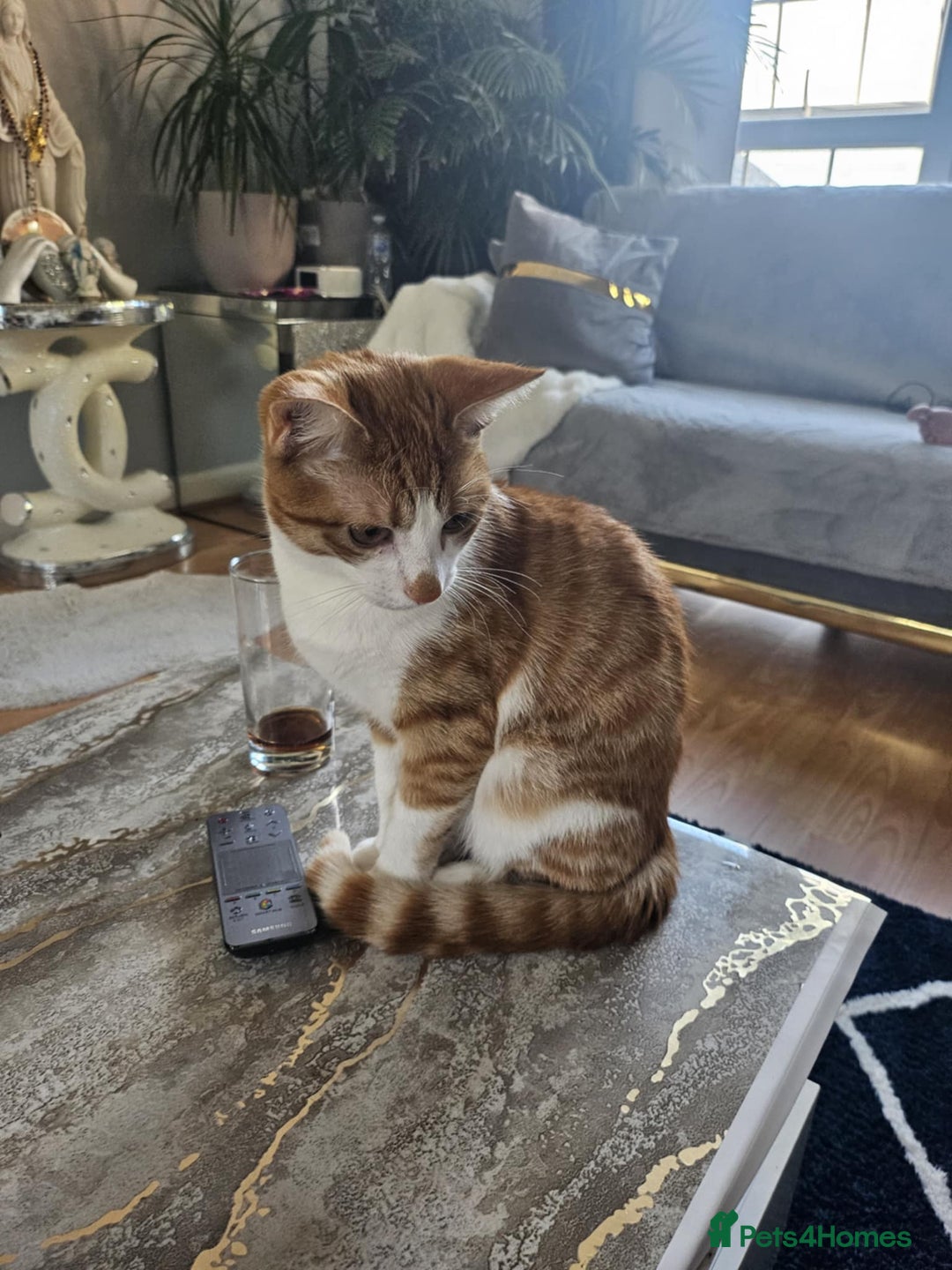 Mixed Breed cats for sale: 7 month lovely kitten for sale  - Image 2