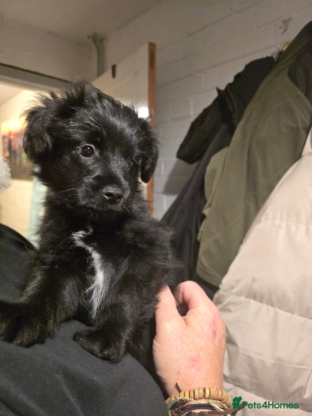 Mixed Breed dogs for sale: Schnoodle cross pomiestaff - Advert 2