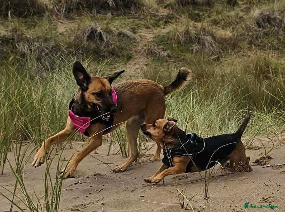 Mixed Breed dogs for adoption: BETSY-2yrs, 22kg, loves dogs/well trained/playful - Image 6