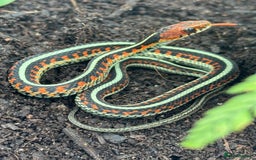 Garter Snake reptiles for sale: California red sided garter snake  - Image 2