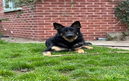 German Shepherd dogs for sale: 5 Year Old German Shepherd for Rehoming - Image 4