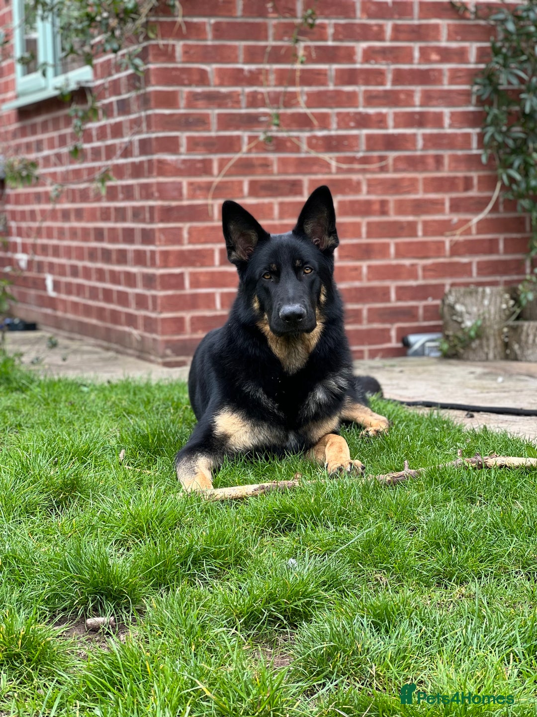 German Shepherd dogs for sale: 5 Year Old German Shepherd for Rehoming - Image 4
