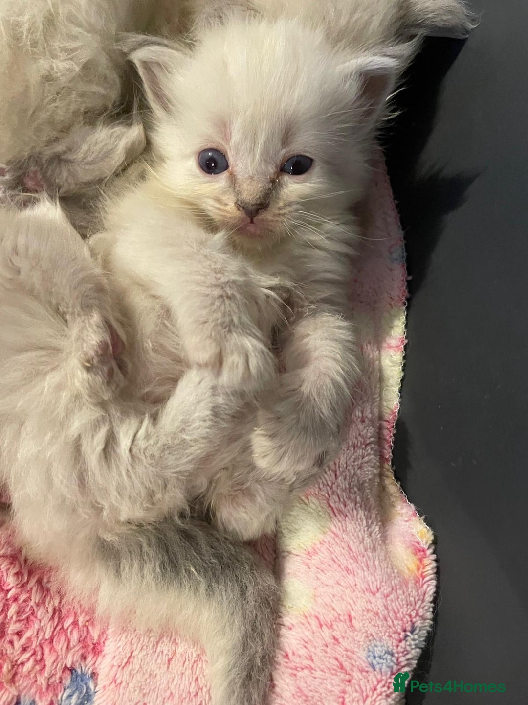 Ragdoll cats for sale: Beautiful GCCF Reg Pure Bred Ragdoll kittens - Image 2