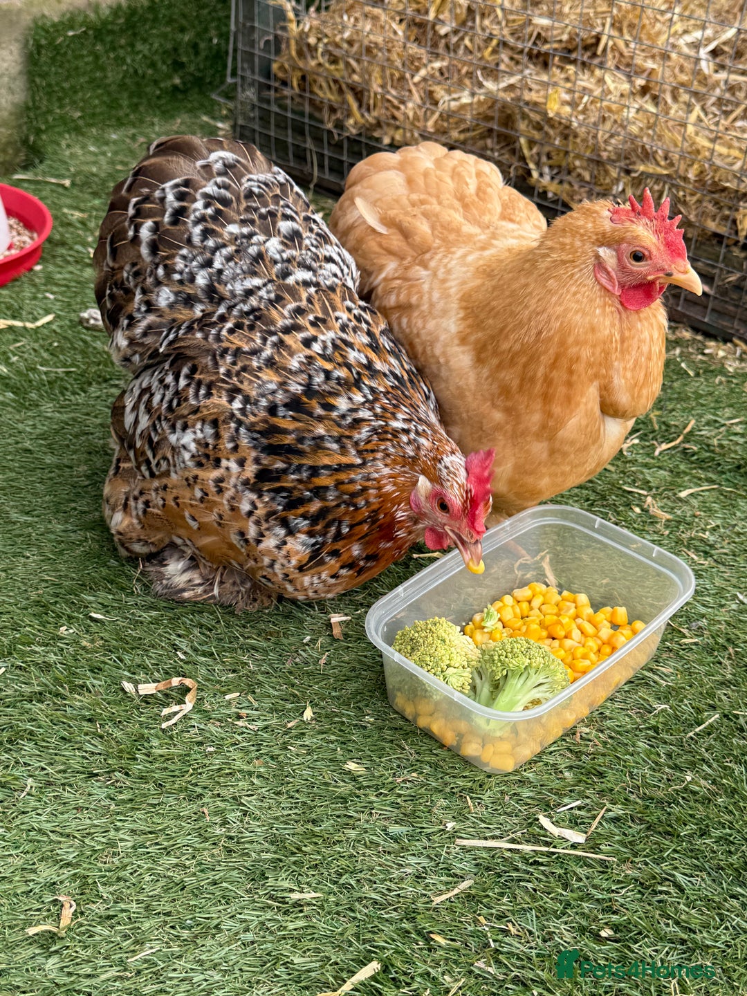 Chickens poultry for sale: 2 POL hens  - Image 5