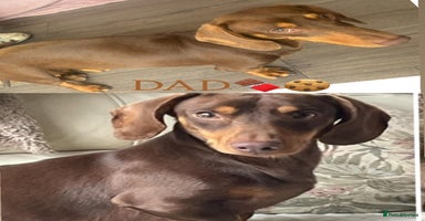 Dachshund dogs - Advert 2