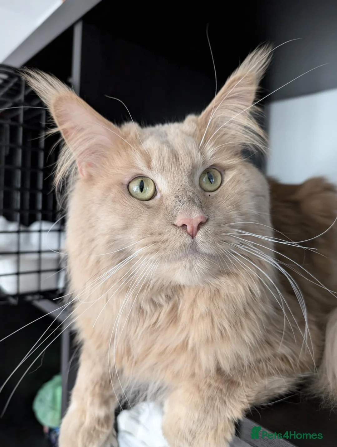 Maine Coon cats for stud: TICA Reg Maine Coon for Stud Service! in Frome - Advert 2