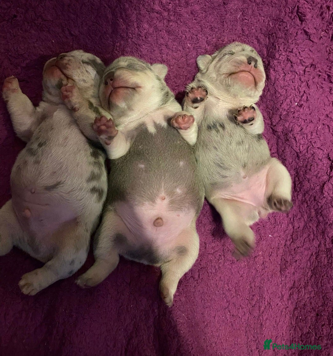 French Bulldog dogs for sale: French bulldog Puppy  😍 - Advert 16