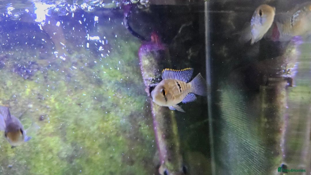 Cichlids fish for sale: Blue acara  - Image 2