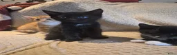 Mixed Breed cats for sale: 5 mixed breed kittens available - Advert 8