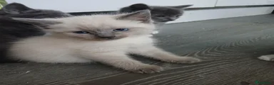 Ragdoll cross american bobtail 