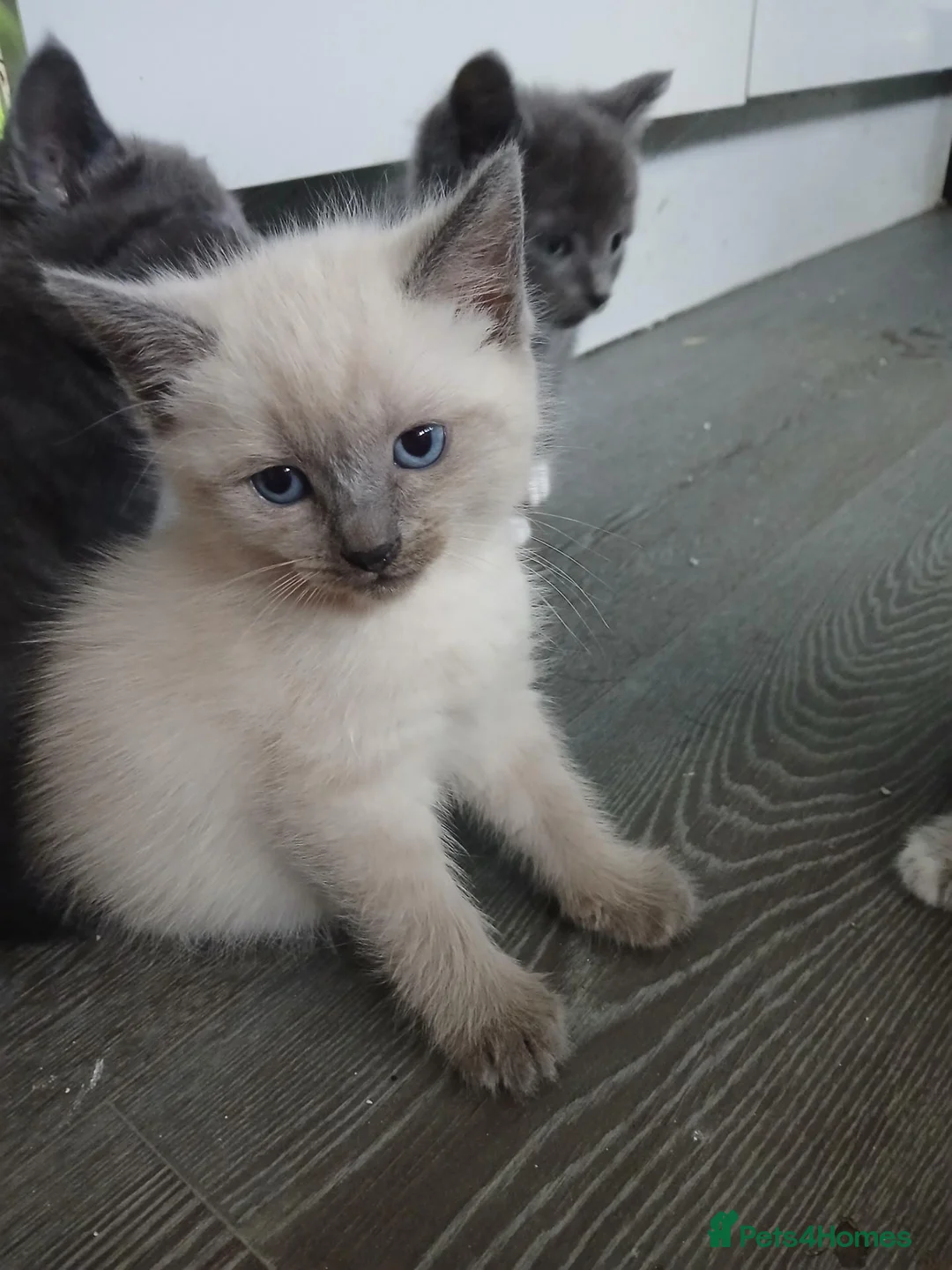 Mixed Breed cats for sale: Rag doll cross american bobtail cat kittens  - Advert 8