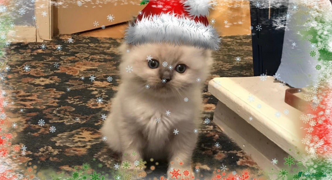 Ragdoll cats Pedigree Ragdoll babies - Advert 4