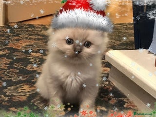 Ragdoll cats Pedigree Ragdoll babies - Advert 4