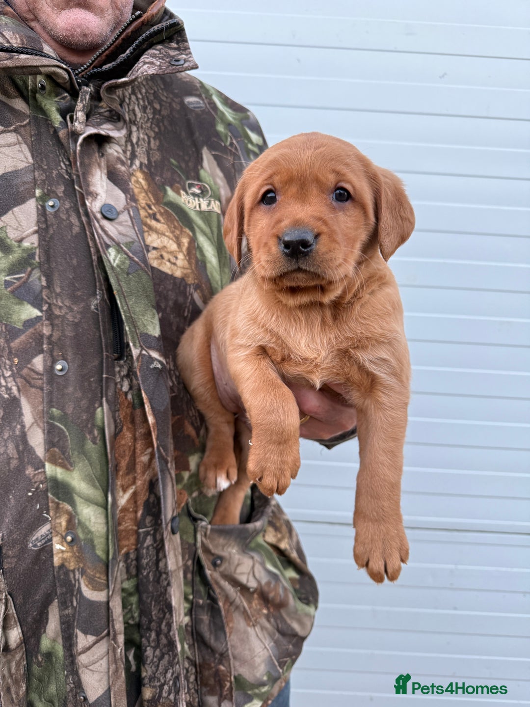 Goldador dogs for sale: Beautiful Chunky Dark Red Goldadors  - Advert 2