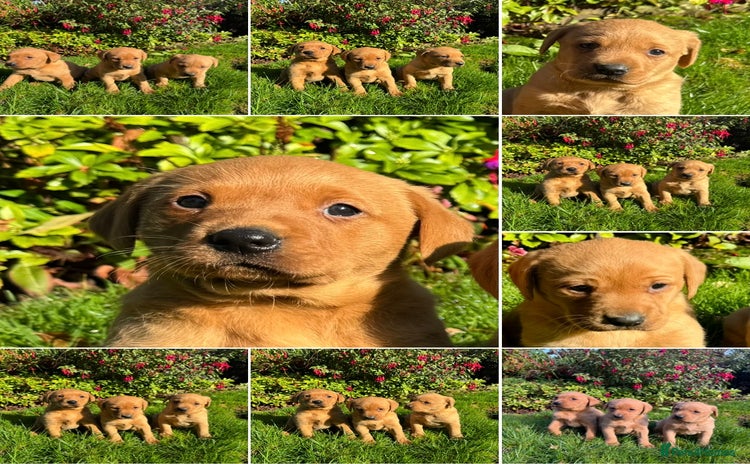 Labrador Retriever dogs - Advert 11