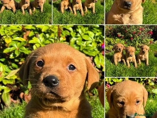 Labrador Retriever dogs - Advert 3