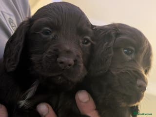 Cocker Spaniel dogs 2 stunning working cocker spaniel pups - Advert 11