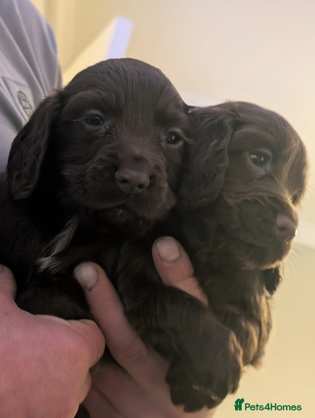 Cocker Spaniel dogs for sale: 2 stunning working cocker spaniel pups - Advert 1