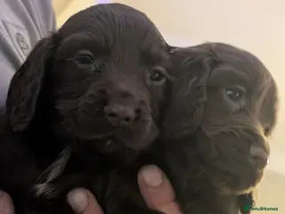 Cocker Spaniel dogs 2 stunning working cocker spaniel pups - Advert 14