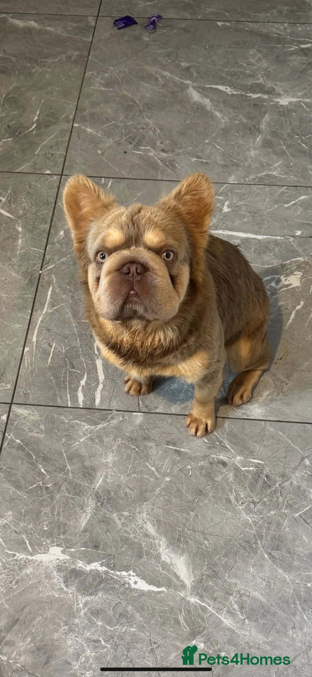 French Bulldog dogs for stud: Enzo  - Advert 1