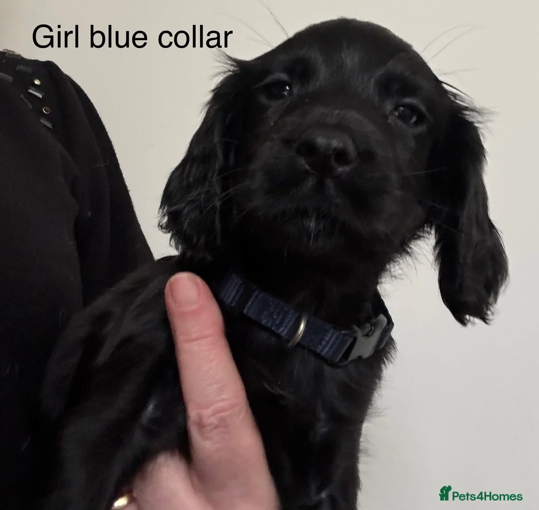 Cocker Spaniel dogs for sale: Cocker Spaniel Puppies  - Advert 16