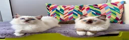 Ragdoll cats for sale: TICA registered ragdoll kittens - Advert 8