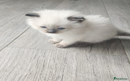 Ragdoll cats for sale: Ragdoll kittens - Image 2