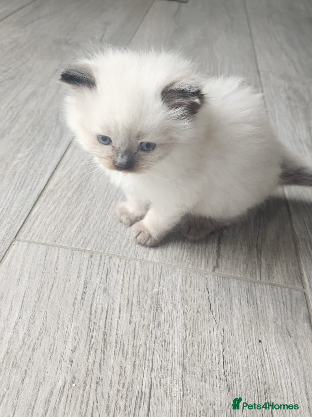 Ragdoll cats for sale: Ragdoll kittens - Image 2